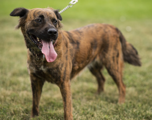 Mutt Dogs for adoption in Hudson, CO, USA