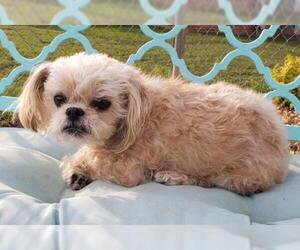Shih-Poo Dogs for adoption in Scottsboro, AL, USA