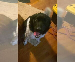 Border Collie-Unknown Mix Dogs for adoption in MIDWAY, UT, USA