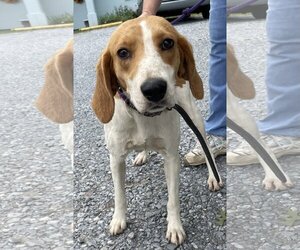 Mutt Dogs for adoption in Rustburg, VA, USA