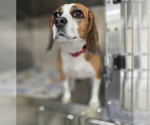 Beagle Dogs for adoption in Center Township, PA, USA