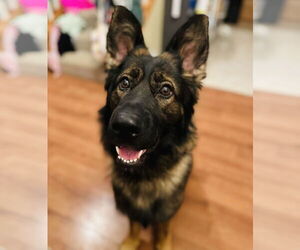 German Shepherd Dog-Unknown Mix Dogs for adoption in Princeton, MN, USA