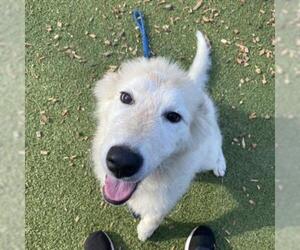 Great Pyrenees Dogs for adoption in Riverwoods, IL, USA