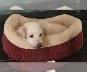 Maltipoo Dogs for adoption in Victorville, CA, USA