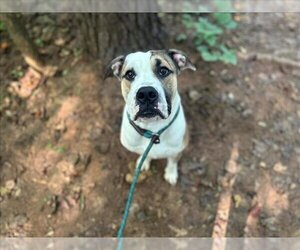 American Bulldog Dogs for adoption in Charlotte, NC, USA