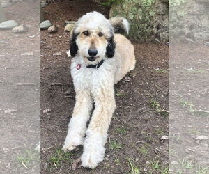 Mutt Dogs for adoption in Wakefield, RI, USA
