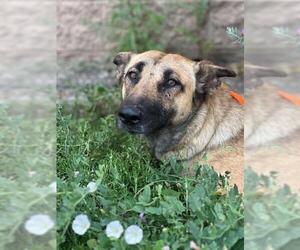 German Shepherd Dog-Unknown Mix Dogs for adoption in Orange, CA, USA