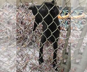 Medium Photo #1 Labrador Retriever-Unknown Mix Puppy For Sale in Anchorage, AK, USA