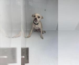 Chihuahua Dogs for adoption in Houston, TX, USA