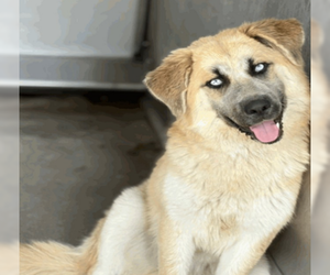 Huskies -Unknown Mix Dogs for adoption in Lafayette, CA, USA