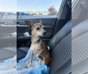 Chihuahua-Unknown Mix Dogs for adoption in Arlington, WA, USA