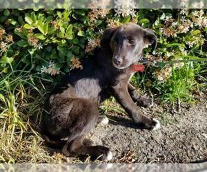 Labrador Retriever Dogs for adoption in Lake Forest, CA, USA