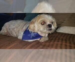 Shih Tzu-Unknown Mix Dogs for adoption in aurora, IL, USA