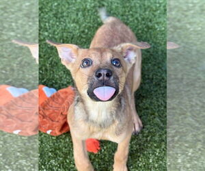 Mutt Dogs for adoption in Woodbury, NY, USA