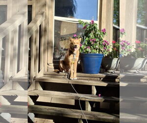 Scottish Collisky Dogs for adoption in Princeton, MN, USA