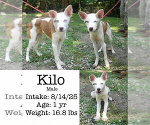 Sheprador Dogs for adoption in Aurora, IN, USA