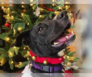 American Pit Bull Terrier-Unknown Mix Dogs for adoption in Redwood City, CA, USA