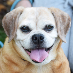 Puggle Dogs for adoption in Huntley, IL, USA