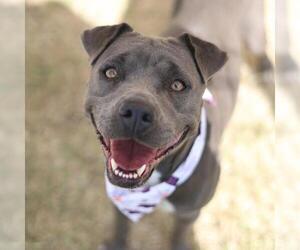 American Staffordshire Terrier-Unknown Mix Dogs for adoption in San Antonio, TX, USA