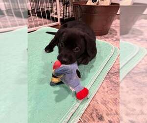 Mutt Dogs for adoption in Mechanicsburg, PA, USA