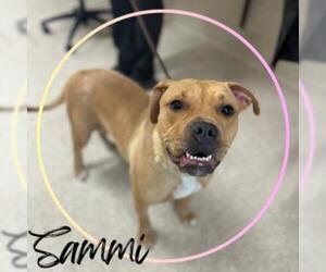 American Pit Bull Terrier Dogs for adoption in Saginaw, MI, USA