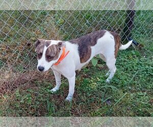 Boxer-Retriever  Mix Dogs for adoption in Herndon, VA, USA