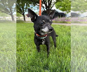 Chihuahua-Unknown Mix Dogs for adoption in Salt Lake City, UT, USA