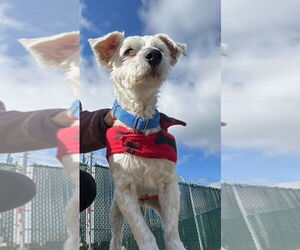 Mauxie Dogs for adoption in South Bend, IN, USA