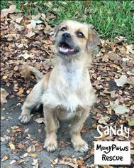 Small Border Terrier Mix