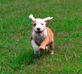 American Pit Bull Terrier Dogs for adoption in Goodlettsville, TN, USA