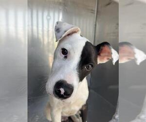 American Pit Bull Terrier-Unknown Mix Dogs for adoption in Corpus Christi, TX, USA
