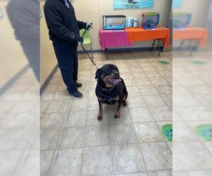 Rottweiler Dogs for adoption in Norfolk, VA, USA