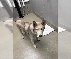 Siberian Husky-Unknown Mix Dogs for adoption in Las Vegas, NV, USA