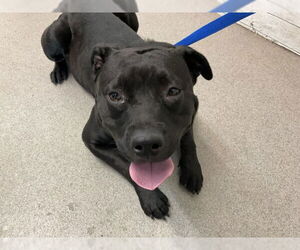 American Pit Bull Terrier Dogs for adoption in San Bernardino, CA, USA