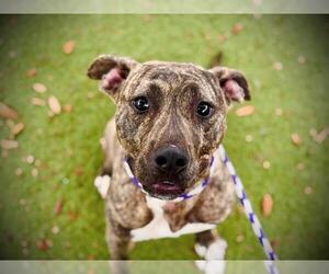 American Pit Bull Terrier-Unknown Mix Dogs for adoption in Orlando, FL, USA