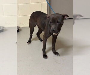 Mutt Dogs for adoption in Sanford, FL, USA