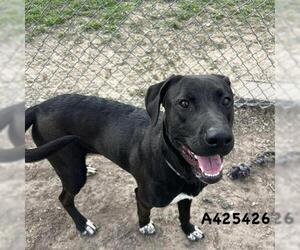 Labrador Retriever-Unknown Mix Dogs for adoption in Conroe, TX, USA