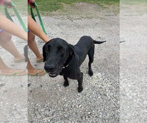 Great Dane-Labrador Retriever Mix Dogs for adoption in Bullard, TX, USA