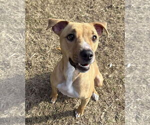 Labrador Retriever-Unknown Mix Dogs for adoption in Woodbury, NY, USA