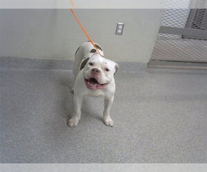American Pit Bull Terrier-Unknown Mix Dogs for adoption in Pasadena, TX, USA