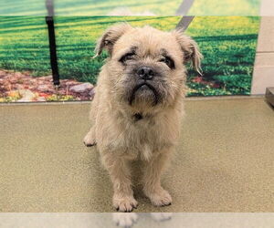 Brussels Griffon-French Bulldog Mix Dogs for adoption in Moreno Valley, CA, USA