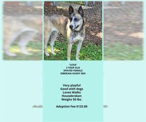 Siberian Husky-Unknown Mix Dogs for adoption in Crystal Lake , IL, USA