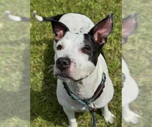 American Staffordshire Terrier Dogs for adoption in Fort Lauderdale, FL, USA