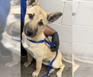 German Shepherd Dog-Unknown Mix Dogs for adoption in San Bernardino, CA, USA