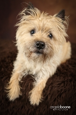 Cairn Terrier Dogs for adoption in Blaine, MN, USA