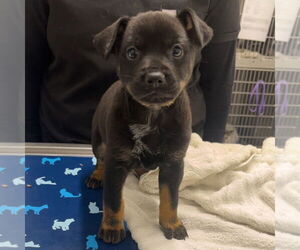 Mutt Dogs for adoption in Chico, CA, USA