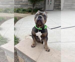 American Bulldog-Unknown Mix Dogs for adoption in Elk Grove, CA, USA