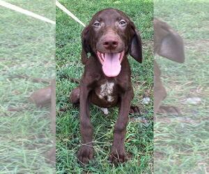Labrador Retriever-Unknown Mix Dogs for adoption in Wetumpka, AL, USA