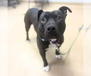 American Pit Bull Terrier-Unknown Mix Dogs for adoption in Aurora, CO, USA