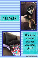 Chipin Dogs for adoption in Fenton, MO, USA